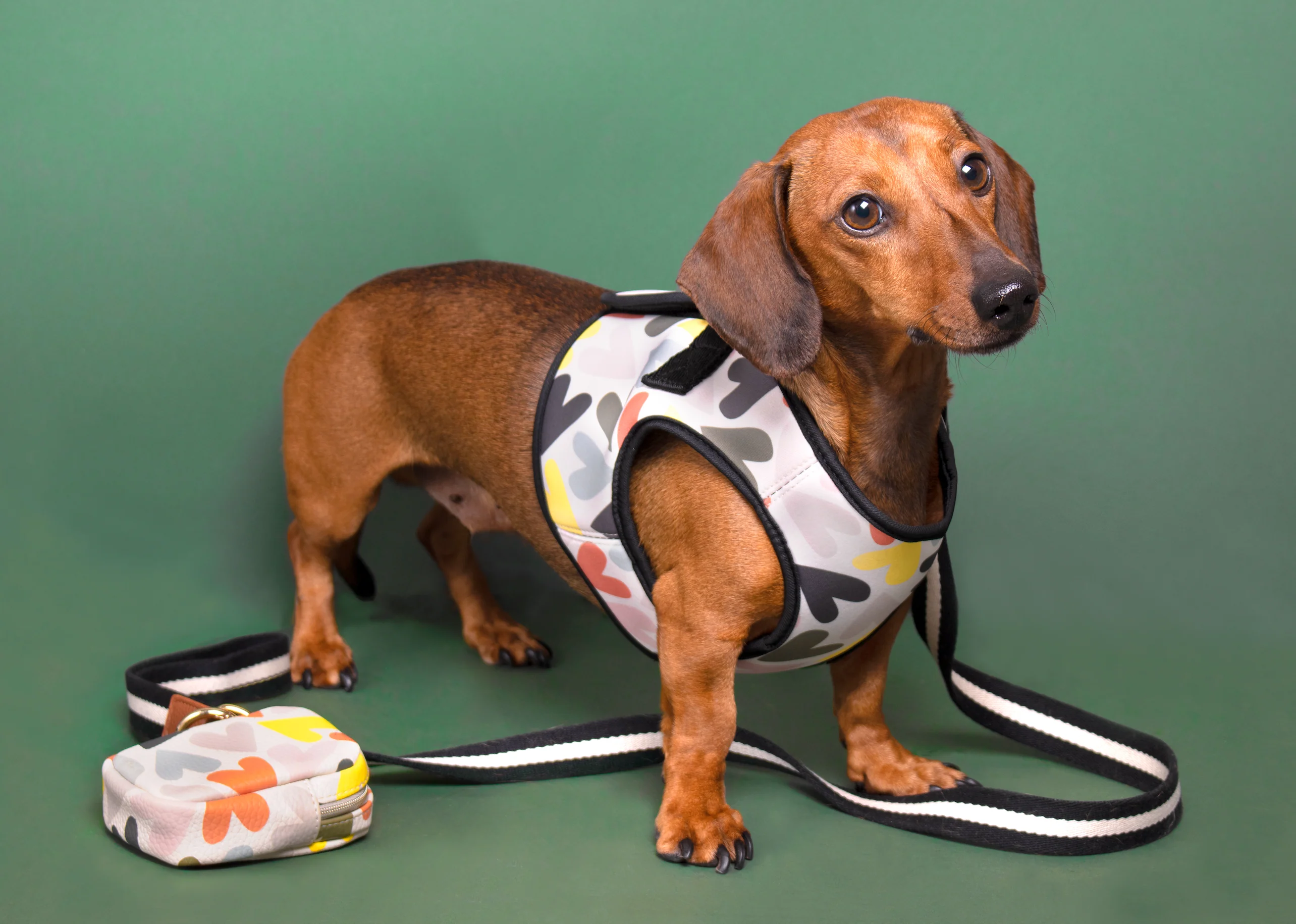 Caroline Gardner Dog Harness, Hearts - Image 5