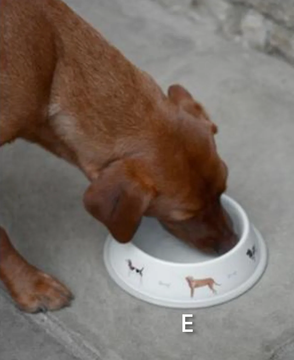 Sophie Allport Dog bowl ,Woof - Image 4
