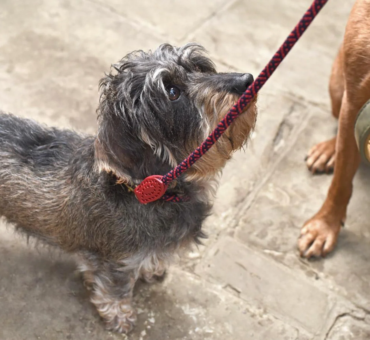 Sophie Allport Rope Dog Collar, Red - Image 3