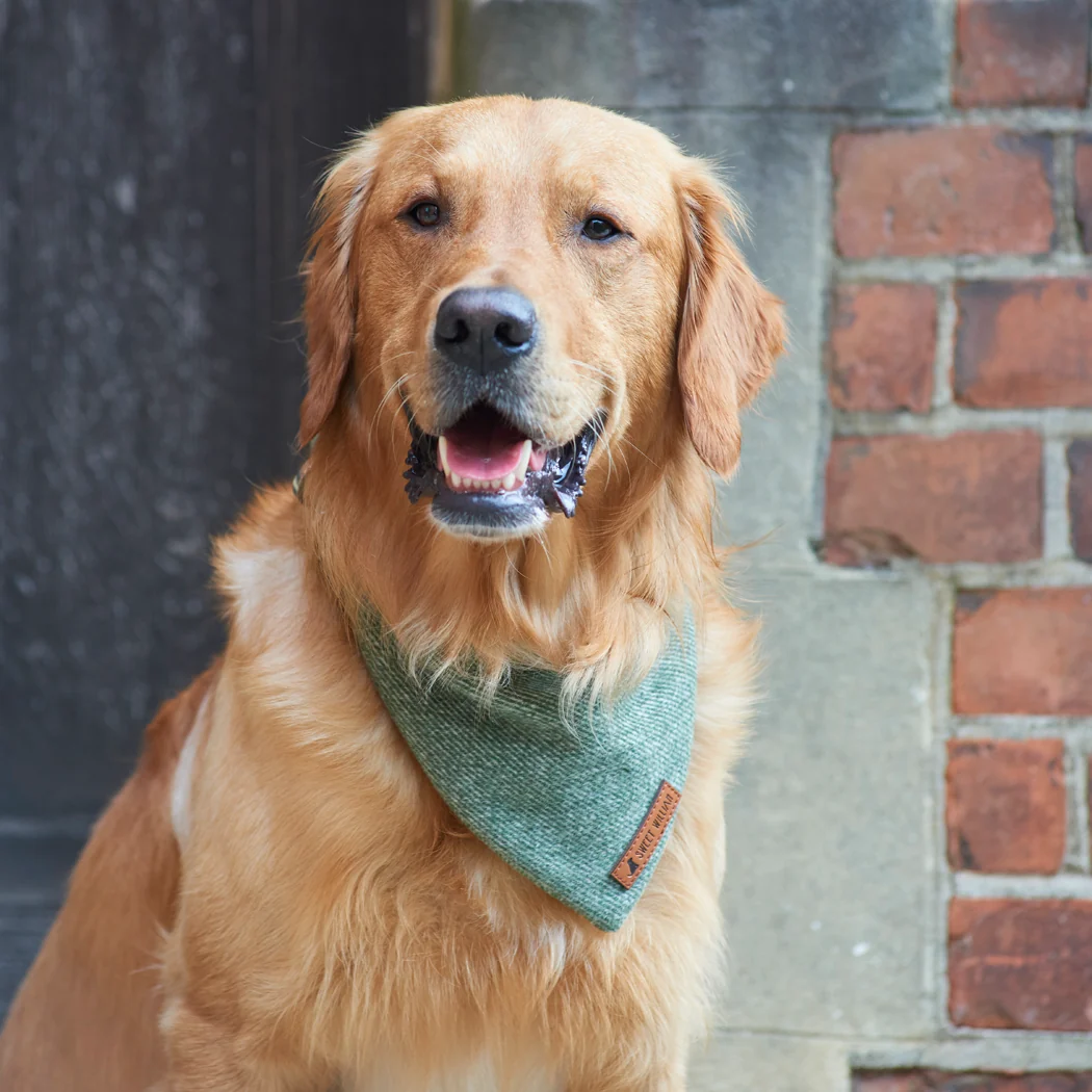 Sweet William Tweed Dog Bandana, Green - Image 2