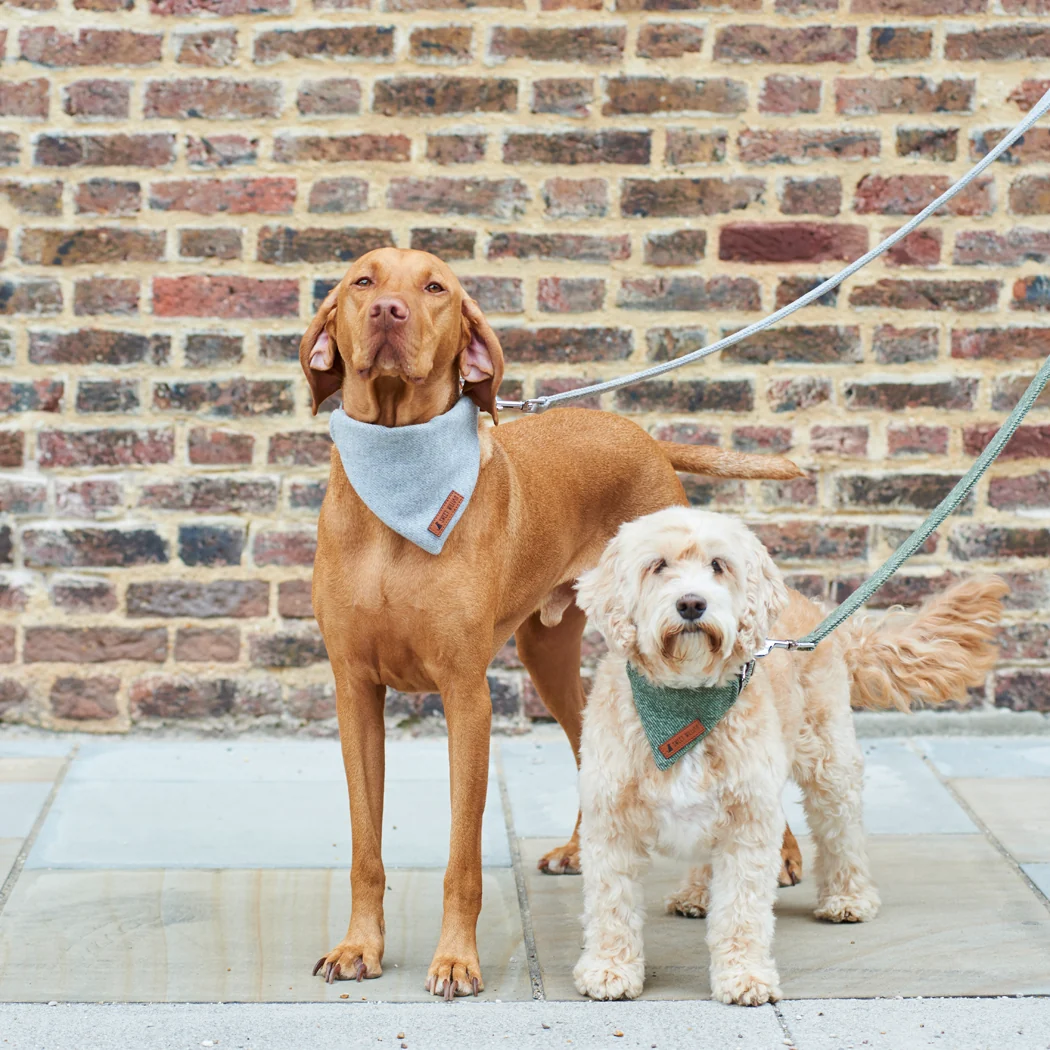 Sweet William Tweed Dog Bandana, Green - Image 5
