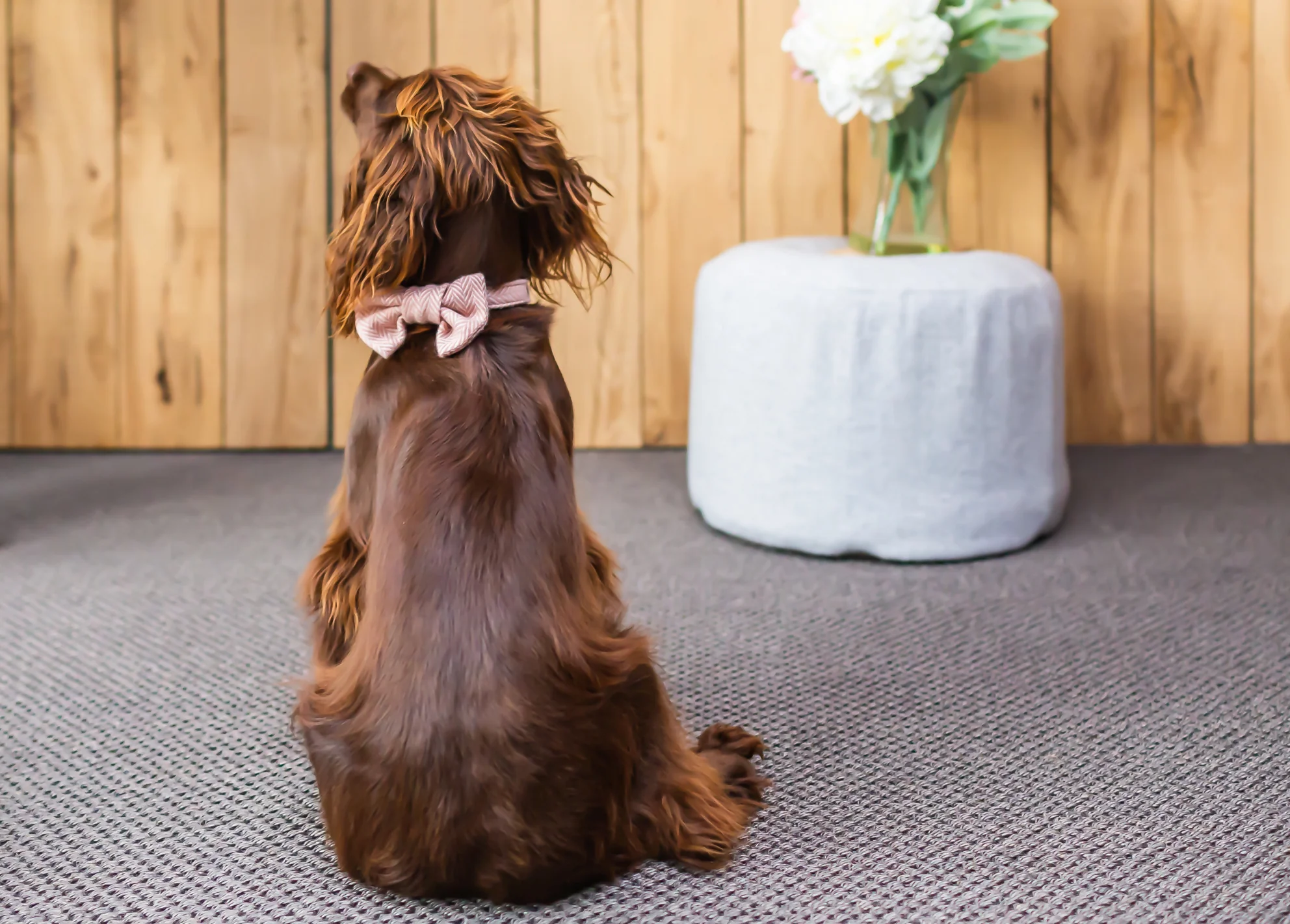 Tweedmill Rolled Tweed Dog Bow Tie, Dusky Pink - Image 4