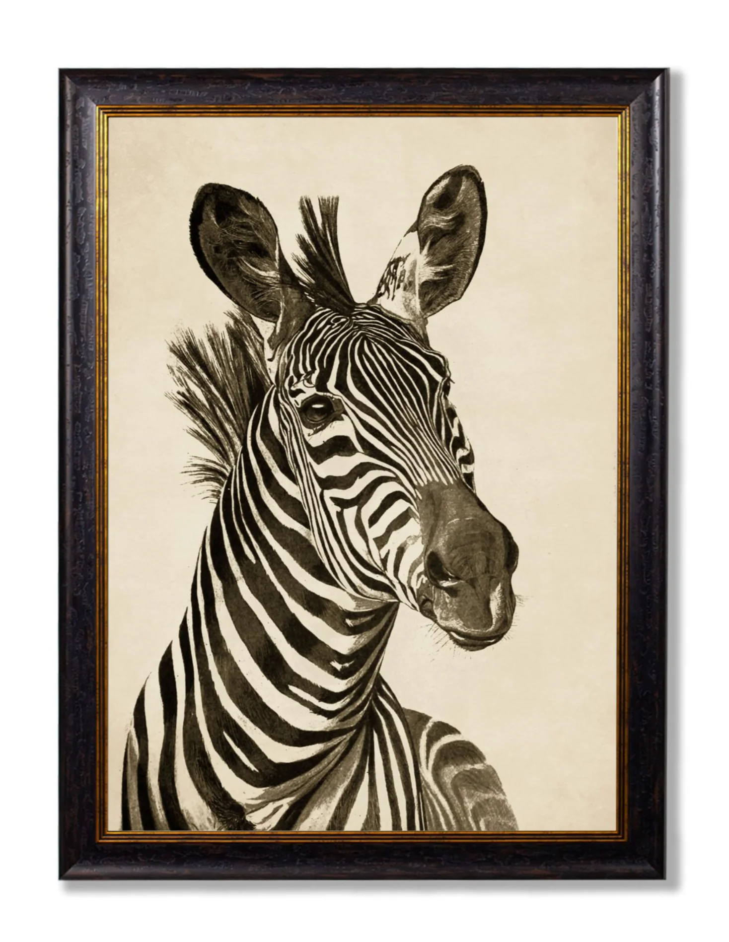 Vintage Framed Print, Zebra (Pair Of Two Prints) - Image 2